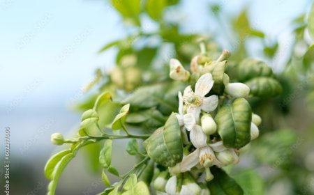 صفات برج الحمل المرأة