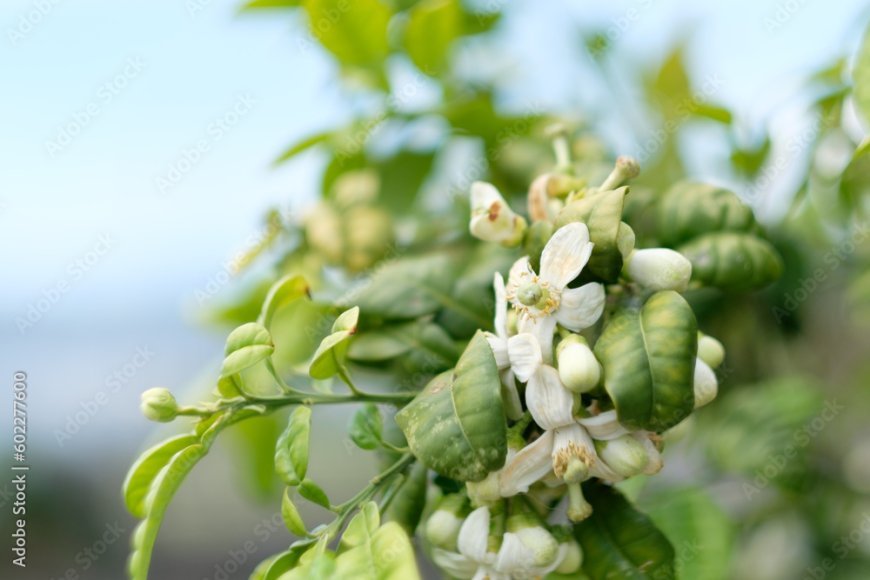 صفات برج الحمل المرأة